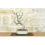 3 - Bonsai di Fico (88)
