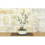 4 - Bonsai di Fico (88)
