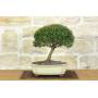 1 - Bonsai di Mirto Microphylla (55)