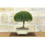 2 - Bonsai di Mirto Microphylla (55)