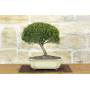 3 - Bonsai di Mirto Microphylla (55)