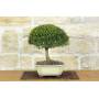 4 - Bonsai di Mirto Microphylla (55)