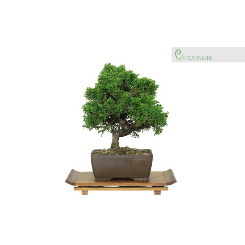 bonsai kiefer bekommt braune nadeln Pinus