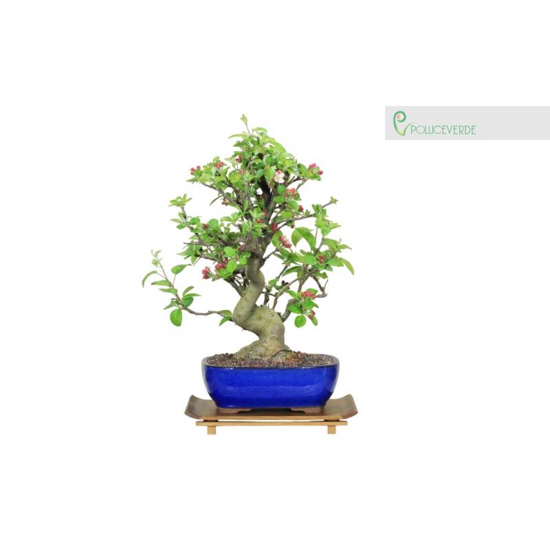 juniperus media bonsai Classic Juniper Bonsai Tree – Japanese Dwarf Evergreen Bonsai, 8 Years Old main image 0