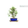 3 - Tavolino Espositore Bonsai in Legno - Stile Giapponese - cm. 32x21x4,5