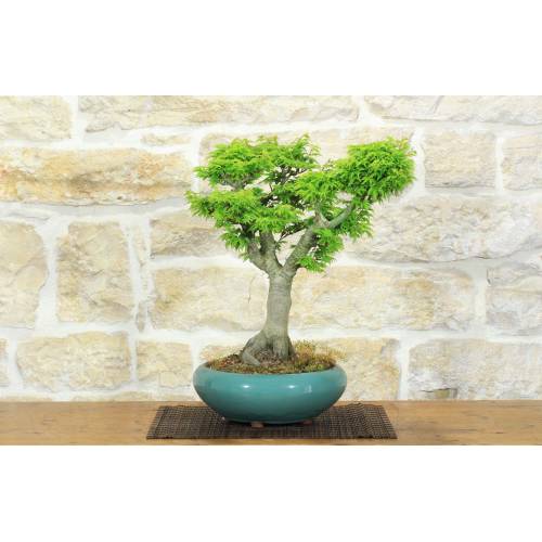 Bonsaï Shishigashira en érable palmé (10)