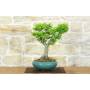 Bonsai di Acero Palmato Shishigashira (10)