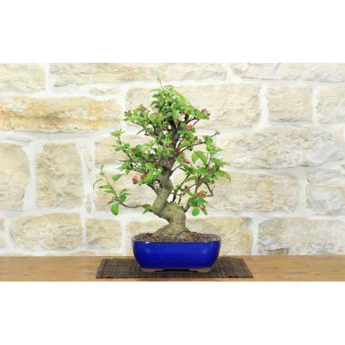 Wildapfel-Bonsai (139)