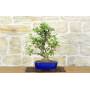 Wild Apple Tree Bonsai (139)