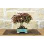 1 - Bonsai di Acero Palmato Deshojo (80)