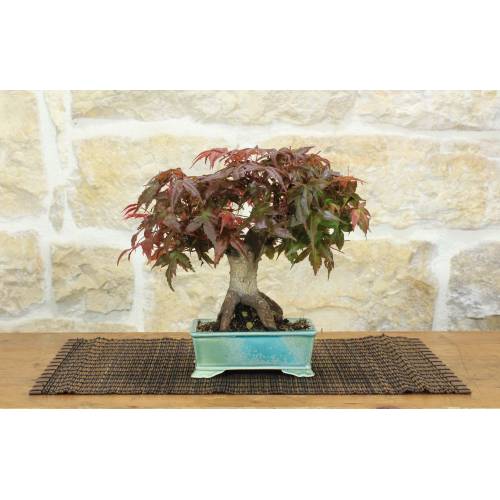 1 - Deshojo Palmate Maple Bonsai (80)