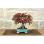 3 - Bonsai di Acero Palmato Deshojo (80)