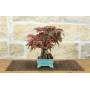 4 - Bonsai di Acero Palmato Deshojo (80)