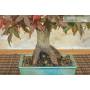 5 - Bonsai di Acero Palmato Deshojo (80)