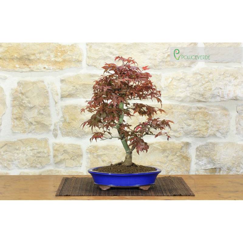 Deshojo-Rotblttriger Japanischer Ahorn-Bonsai  Pollice Verde Store