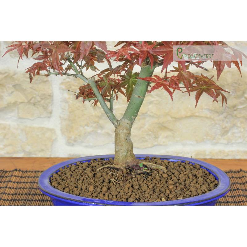 Deshojo-Rotblttriger Japanischer Ahorn-Bonsai  Pollice Verde Store