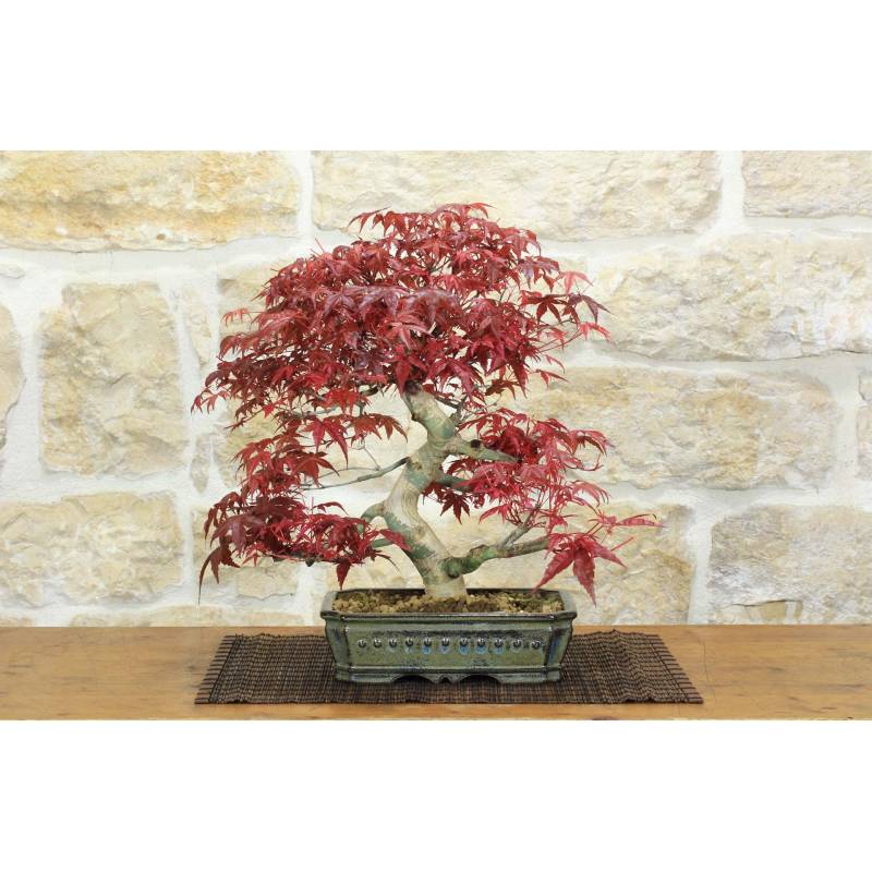 Bonsa d'rable japonais  feuilles rouges Deshojo  Boutique Pollice Verde