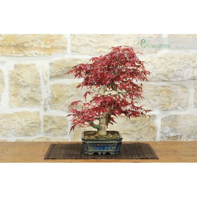 Deshojo-Rotblttriger Japanischer Ahorn-Bonsai  Pollice Verde Store