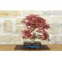 3 - Bonsai di Acero Palmato Deshojo (82)
