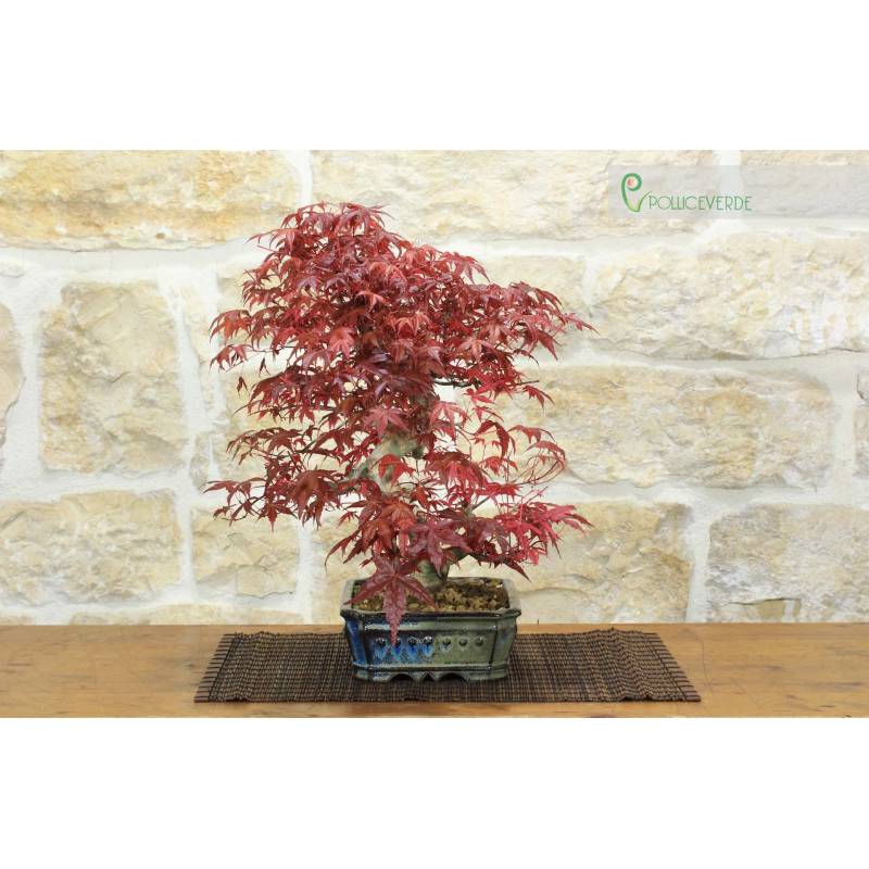 Deshojo-Rotblttriger Japanischer Ahorn-Bonsai  Pollice Verde Store
