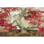 5 - Bonsai di Acero Palmato Deshojo (82)