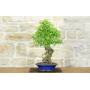 2 - Bonsai di Acero Tridente (32)