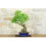 3 - Bonsai di Acero Tridente (32)