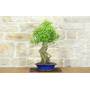4 - Bonsai di Acero Tridente (32)