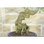 5 - Bonsai di Acero Tridente (32)