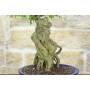 6 - Bonsai di Acero Tridente (32)