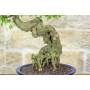 7 - Bonsai di Acero Tridente (32)