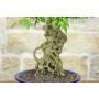 8 - Bonsai di Acero Tridente (32)