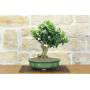 1 - Bonsai di Citrus Myrtifolia (Chinotto) (106)