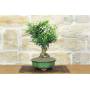 2 - Bonsai di Citrus Myrtifolia (Chinotto) (106)