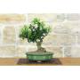 3 - Bonsai di Citrus Myrtifolia (Chinotto) (106)