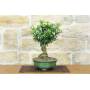 4 - Bonsai di Citrus Myrtifolia (Chinotto) (106)