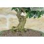 5 - Bonsai di Citrus Myrtifolia (Chinotto) (106)