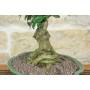6 - Bonsai di Citrus Myrtifolia (Chinotto) (106)