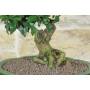 7 - Bonsai di Citrus Myrtifolia (Chinotto) (106)