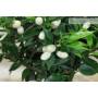 8 - Bonsai di Citrus Myrtifolia (Chinotto) (106)