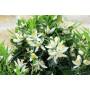 9 - Bonsai di Citrus Myrtifolia (Chinotto) (106)