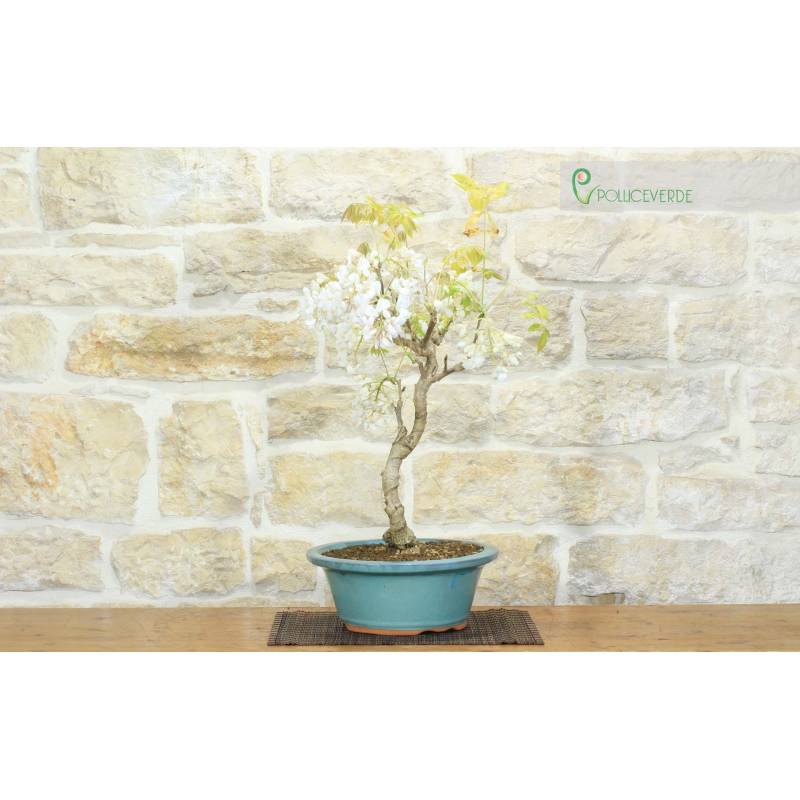 Japanischer Glyzinien-Bonsai, weie Blume  Pollice Verde Store