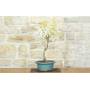 4 - Bonsai di Glicine Giapponese a fiore bianco (26)