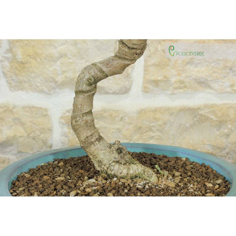 dracaena sanderiana lucky bamboo Golden Lucky Bamboo | Dracaena Sanderiana 'Aurea'