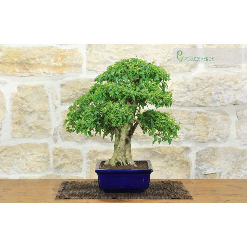 Ligustrum Ovalifolium Bonsai, h.36cm tall  Pollice Verde Store