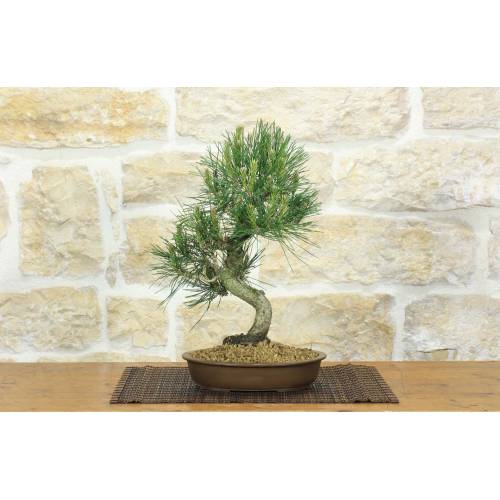 1 - Bonsai di Pino Nero Thunbergii (88)
