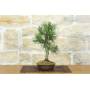 2 - Bonsai di Pino Nero Thunbergii (88)
