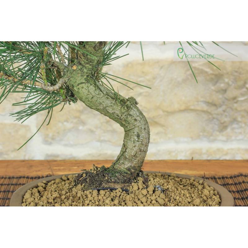bambus musselin Bambus Musselin Feenwald Neutral (Bio) VORBESTELLUNG – NH Stoffe main image 1