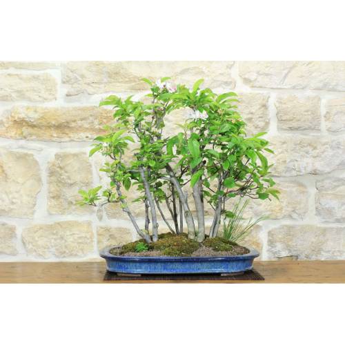 1 - Boschetto di Melo da fiore (5)