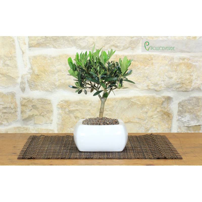 Olive Bonsai-Baum in weiem quadratischen Topf | 23,00  | Pollice Verde
